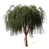 Tree - Willow Tree 532