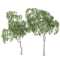 Ficus Tree - Деревья - 3D модель