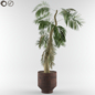 Palm-Tree - Комнатные - 3D модель