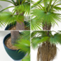 Washingtonia Robusta Set - Деревья - 3D модель - фото 2