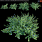 Evolvulus  | Blue My Mind Dwarf Morning Glory - Кусты - 3D модель