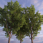 Тополь дельтовидный / Poplar / Populus deltoides #2 - Деревья - 3D модель - фото 3