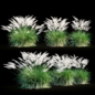 Miscanthus sinensis - Трава - 3D модель