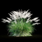 Miscanthus sinensis - Трава - 3D модель - фото 2
