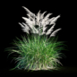 Miscanthus sinensis - Трава - 3D модель - фото 4