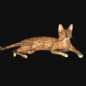 Cat - Живые существа - 3D модель