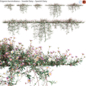 Erigeron karvinskianus – Seaside Daisy – Spanish Daisy -02 - Уличные - 3D модель