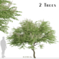 Set of Aralia elata Trees (Japanese angelica) (2 Trees) - Деревья - 3D модель