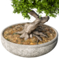 bonsai plant - Комнатные - 3D модель - фото 3