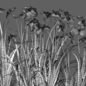 Iris pseudacorus - Yellow flag - 01 - Уличные - 3D модель - фото 3