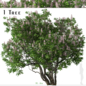 California buckeye Tree ( Aesculus californica ) - Деревья - 3D модель