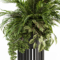 indoor Plant Set 238 - Palm Plant - Комнатные - 3D модель - фото 4