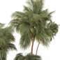 Four Size Green Palm Tree - Set 185 - Деревья - 3D модель - фото 3