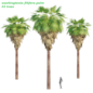 washingtonia filifera palm collection vol 55 - Деревья - 3D модель