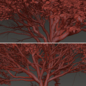 Set of Quercus serrata Trees ( Korean Oak ) ( 2 Trees ) - Деревья - 3D модель - фото 6