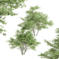 2 diffrent tree -Kousa Dogwood - Деревья - 3D модель
