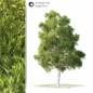 Land scape tree - Деревья - 3D модель