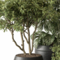 indoor Plant Set 421 - Tree and Bush - Комнатные - 3D модель - фото 3