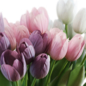 Flower Set 25 / White and Purple Tulips Bouquet - Букеты - 3D модель - фото 5