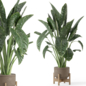 Indoor Plants  in rusty Concrete Pot - Set 1086 - Комнатные - 3D модель