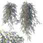 Vines Rosemary - Уличные - 3D модель