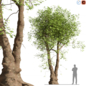 Tree Plant Garden 1 - Деревья - 3D модель