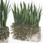 outdoor indoor plant008 sansevieria collection01 - Уличные - 3D модель
