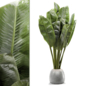 banana plant 014 - Комнатные - 3D модель