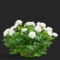 Пион молочноцветковый кусты | Paeonia lactiflora 2 - Уличные - 3D модель - фото 5