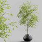 Branches in vases 29 - Комнатные - 3D модель