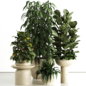 Indoor plant in Concrete pot set 81 - Комнатные - 3D модель