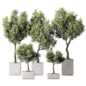 Plant Set 02 - Комнатные - 3D модель