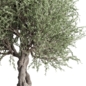 Old Olive Tree Set 01 - Деревья - 3D модель - фото 4