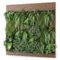 Indoor Wall  Vertical Garden in Wooden Base - Set 2438 - Фитостены - 3D модель