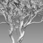 Commiphora glandulosa - Tall firethorn corkwood - Кусты - 3D модель - фото 4