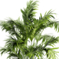 Planta para exteriores - Комнатные - 3D модель - фото 4