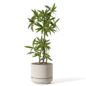 Indoor Plant Set 151 - Комнатные - 3D модель - фото 3