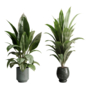 Tree palm bush in a metal pot - indoor garden set 615 - Комнатные - 3D модель - фото 2