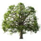 maple Tree Set 004 - Деревья - 3D модель