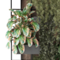 indoor hanging Plants wooden shelf 2091 - Комнатные - 3D модель - фото 3