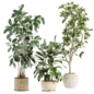 set73 indoor plant - Комнатные - 3D модель