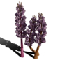 British Thyme Broomrape 3D Model - Уличные - 3D модель - фото 3