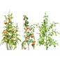 Physalis Vegetable Plant 3D Models - Уличные - 3D модель