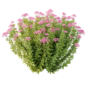 Spirea Japonica Bush 05 - Кусты - 3D модель - фото 4