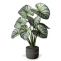 Indoor Plants in Pot 337 - Комнатные - 3D модель