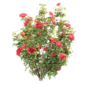 Classic Ornamental Planter with Roses Vol 336 - Уличные - 3D модель - фото 2