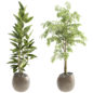 indoor plant set142 - Комнатные - 3D модель