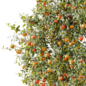AV Plant Citrus Dancy Mandarin Tangerine Fruit Tree 01 - Деревья - 3D модель - фото 4