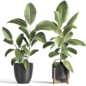ficus elastica - Комнатные - 3D модель