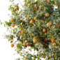 AV Plant Citrus Sinensis Orange Arancio Fruit Tree 03 - Деревья - 3D модель - фото 5